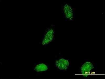 Immunocytochemistry/Immunofluorescence: ICT Antibody [H00003396-B01P] - Analysis of purified antibody to ICT1 on HeLa cell. (antibody concentration 10 ug/ml)