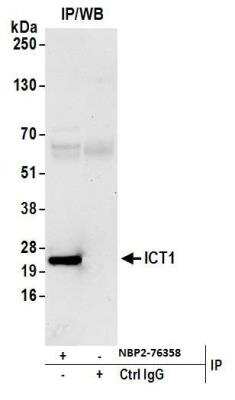 Immunoprecipitation: ICT Antibody [NBP2-76358] - Samples: Whole cell lysate (1.0 mg per IP reaction; 20% of IP loaded) from HeLa cells prepared using NETN lysis buffer. Antibodies: Affinity purified rabbit anti-ICT1 antibody NBP2-76358 used for IP at 15 ul per reaction.