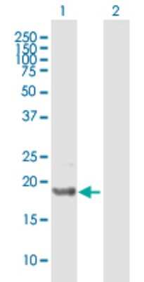 Western Blot: ICT Antibody [H00003396-B01P] - Analysis of ICT1 expression in transfected 293T cell line by ICT1 polyclonal antibody.  Lane 1: ICT1 transfected lysate(22.66 KDa). Lane 2: Non-transfected lysate.