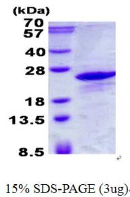 SDS-Page: ICT Protein [NBP2-23129]