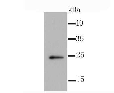 Western Blot: ID1 Antibody (JM92-13) [NBP2-66897] - Analysis of Id1 on 293T cell using anti-Id1 antibody at 1/1,000 dilution.