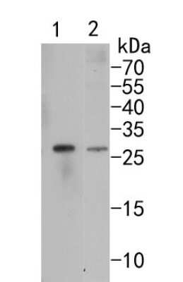 Western Blot: ID1 Antibody (JM92-13) [NBP2-66897] - Western blot analysis of ID1 on different cells lysates using anti-ID1 antibody at 1/500 dilution. Positive control: Lane 1: Hela Lane 2:HepG2