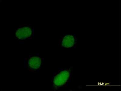 Immunocytochemistry/Immunofluorescence: ID3 Antibody [H00003399-B01P] - Analysis of purified antibody to ID3 on HeLa cell. (antibody concentration 10 ug/ml)