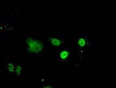 Immunocytochemistry/Immunofluorescence: ID3 Antibody (OTI8B3) - Azide and BSA Free [NBP2-70979] - Staining of COS7 cells transiently transfected by pCMV6-ENTRY ID3.