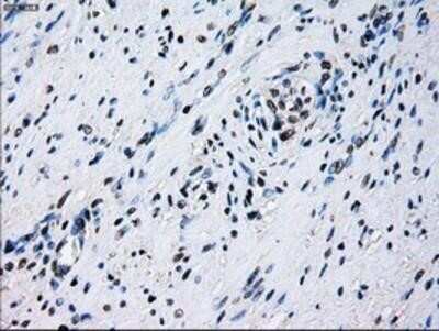 Immunohistochemistry: ID3 Antibody (OTI8B3) - Azide and BSA Free [NBP2-70979] - Staining of paraffin-embedded Human prostate tissue using anti-ID3 mouse monoclonal antibody.