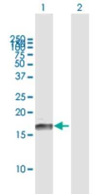 Western Blot: ID3 Antibody [H00003399-B01P] - Analysis of ID3 expression in transfected 293T cell line by ID3 polyclonal antibody.  Lane 1: ID3 transfected lysate(13.09 KDa). Lane 2: Non-transfected lysate.