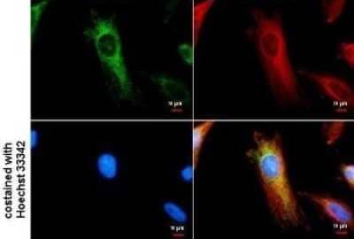 Immunocytochemistry/Immunofluorescence: IDH2 Antibody (673) [NBP2-43572] - Analysis of HeLa cells were fixed in 4% paraformaldehyde/PBS for 15 min. Green: IDH2 protein stained by IDH2 antibody diluted at 1:500. Blue: Hoechst 33342 staining.