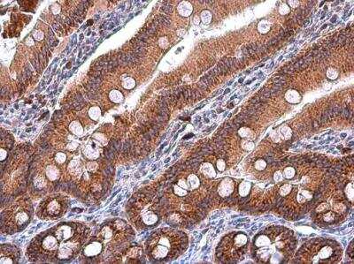 Immunohistochemistry-Paraffin: IDH2 Antibody (673) [NBP2-43572] - Rat duodenum [673] diluted at 1:500. Antigen Retrieval: Citrate buffer, pH 6.0, 15 min