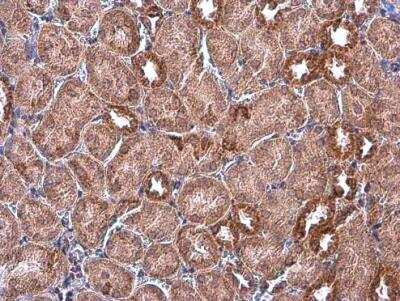 Immunohistochemistry-Paraffin: IDH2 Antibody (673) [NBP2-43572] - Mouse kidney  [673] diluted at 1:500. Antigen Retrieval: Citrate buffer, pH 6.0, 15 min