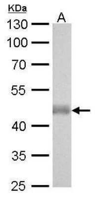 Western Blot: IDH2 Antibody (673) [NBP2-43572] - Analysis of A. 50 ug mouse brain lysate/extract 10 % SDS-PAGE IDH2 antibody [673] dilution: 1:1000.