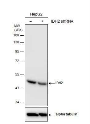 <b>Genetic Strategies Validation. </b>Western Blot: IDH2 Antibody (673) [NBP2-43572] - Non-transfected (-) and transfected (+) HepG2 whole cell extracts (30 ug) were separated by 10% SDS-PAGE, and the membrane was blotted with IDH2 antibody [T673].