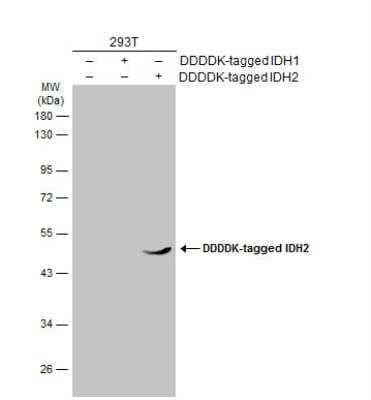 Western Blot: IDH2 Antibody (673) [NBP2-43572] - Non-transfected (-) and transfected (+) 293T whole cell extracts (30 ug) were separated by 7.5% SDS-PAGE, and the membrane was blotted with IDH2 antibody [673]  diluted at 1:1000. The HRP-conjugated anti-mouse IgG antibody (NBP2-19382) was used to detect the primary antibody.