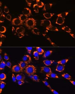 Immunocytochemistry/Immunofluorescence: IDH2 Antibody (8C3D4) [NBP3-15366] - Immunofluorescence analysis of NIH-3T3 cells using IDH2 Rabbit mAb (NBP3-15366) at dilution of 1:100 (40x lens). Blue: DAPI for nuclear staining.