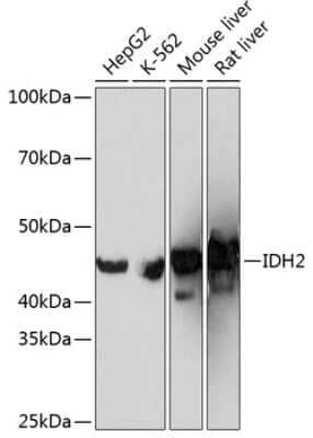 Western Blot: IDH2 Antibody (8C3D4) [NBP3-15366] - Western blot analysis of extracts of various cell lines, using IDH2 Rabbit mAb (NBP3-15366) at 1:1000 dilution. Secondary antibody: HRP Goat Anti-Rabbit IgG (H+L) at 1:10000 dilution. Lysates/proteins: 25ug per lane. Blocking buffer: 3% nonfat dry milk in TBST. Detection: ECL Enhanced Kit. Exposure time: 3s.