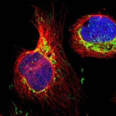 Immunocytochemistry/Immunofluorescence: IDH2 Antibody [NBP1-85784] - Staining of human cell line U-2 OS shows localization to mitochondria. Antibody staining is shown in green.