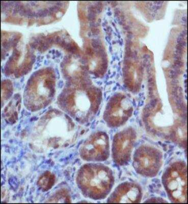 Immunohistochemistry: IDH2 Antibody [NBP2-22166] - Staining of IDH2 in mouse intestine.