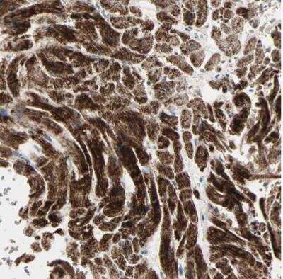 Immunohistochemistry-Paraffin: IDH2 Antibody [NBP1-85784] - Staining of human heart muscle shows high expression.