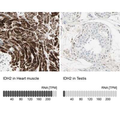 Immunohistochemistry-Paraffin: IDH2 Antibody [NBP1-85784] - Staining in human heart muscle and testis tissues using NBP1-85784 antibody. Corresponding IDH2 RNA-seq data are presented for the same tissues.