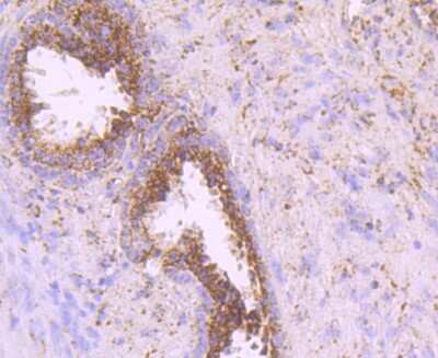 Immunohistochemistry-Paraffin: IDH2 Antibody (JA55-31) [NBP2-66899] - Analysis of paraffin-embedded human prostate tissue using anti-IDH2 antibody. Counter stained with hematoxylin.
