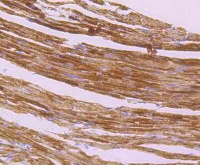 Immunohistochemistry-Paraffin: IDH2 Antibody (JA55-31) [NBP2-66899] - Analysis of paraffin-embedded mouse heart tissue using anti-IDH2 antibody. Counter stained with hematoxylin.