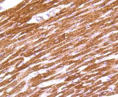Immunohistochemistry-Paraffin: IDH2 Antibody (JA55-31) [NBP2-66899] - Analysis of paraffin-embedded rat heart tissue using anti-IDH2 antibody. Counter stained with hematoxylin.