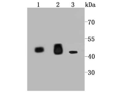 Western Blot: IDH2 Antibody (JA55-31) [NBP2-66899] - Analysis of IDH2 on different lysates using anti-IDH2 antibody at 1/1,000 dilution. Positive control:Line 1: Mouse heart Line 2: Rat heart Line 3: 293T
