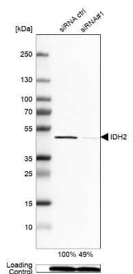Western Blot: IDH2 Antibody [NBP1-85784] - Analysis in SK-BR-3 cells transfected with control siRNA, target specific siRNA probe #1, using Anti-IDH2 antibody. Remaining relative intensity is presented. Loading control: Anti-PPIB.