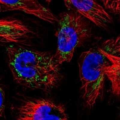 Immunocytochemistry/Immunofluorescence: IDH3A Antibody [NBP1-85840] - Immunofluorescent staining of human cell line U-251 MG shows localization to mitochondria.