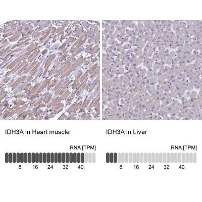 Immunohistochemistry-Paraffin: IDH3A Antibody [NBP1-85840] - Analysis in human heart muscle and liver tissues using NBP1-85840 antibody. Corresponding IDH3A RNA-seq data are presented for the same tissues.