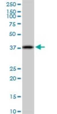 Western Blot: IDH3A Antibody [H00003419-B01P] - Analysis of IDH3A expression in A-431.