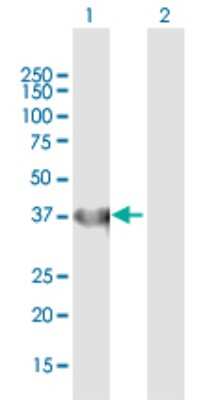 Western Blot: IDH3A Antibody [H00003419-B01P] - Analysis of IDH3A expression in transfected 293T cell line by IDH3A polyclonal antibody.  Lane 1: IDH3A transfected lysate(40.26 KDa). Lane 2: Non-transfected lysate.