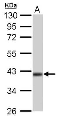 Western Blot: IDH3A Antibody [NBP1-32396] - 50 ug rat brain lysate/extract 10 % SDS-PAGE gel, antibody dilution 1:10000.