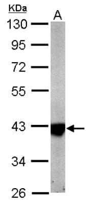 Western Blot: IDH3A Antibody [NBP1-32396] - Sample (20 ug of whole cell lysate) A: mouse brain 10% SDS PAGE; antibody diluted at 1:10000.