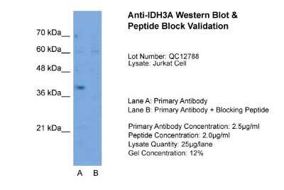 Western Blot: IDH3A Antibody [NBP1-54736] - Sample Tissue: Jurkat, Lane A: Primary Antibody, Lane B: Primary Antibody + Blocking Peptide, Primary Antibody Concentration: 2.5ug/mL, Peptide Concentration: 2.0ug/mL, Lysate Quantity: 25ug/lane, Gel Concentration: 12%