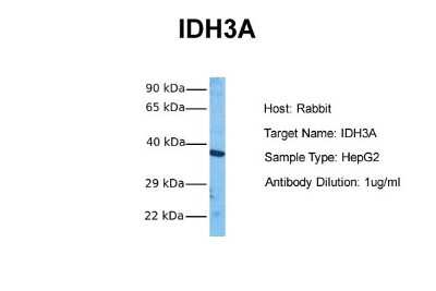 Western Blot: IDH3A Antibody [NBP1-54736] - Sample Tissue: Human HepG2 Antibody Dilution: 1.0 ug/ml