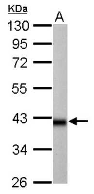 Western Blot: IDH3A Antibody [NBP2-16916] - 50 ug rat brain lysate/extract 10 % SDS-PAGE IDH3A antibody dilution: 1:10000.