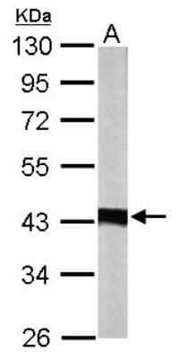 Western Blot: IDH3A Antibody [NBP2-16916] - Sample (50 ug of whole cell lysate) A: Mouse Brain, 10% SDS PAGE gel, diluted at 1:10000.