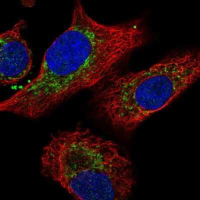 Immunocytochemistry/ Immunofluorescence IDH3B Antibody - BSA Free