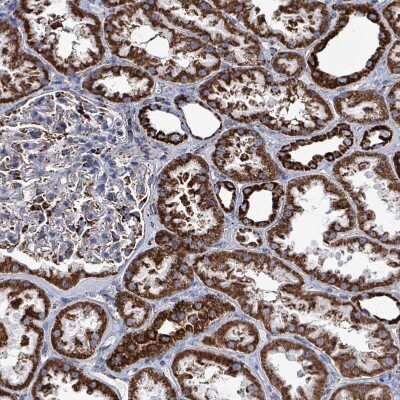 Immunohistochemistry-Paraffin IDH3B Antibody - BSA Free