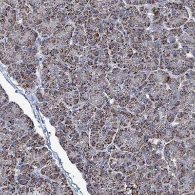 Immunohistochemistry-Paraffin: IDH3B Antibody [NBP2-14114] - Staining of human pancreas shows strong granular cytoplasmic positivity in exocrine glandular cells.