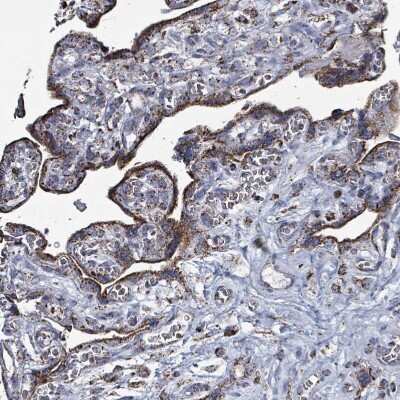 Immunohistochemistry-Paraffin: IDH3B Antibody [NBP2-14114] - Staining of human placenta shows  strong granular cytoplasmic positivity in trophoblastic cells.