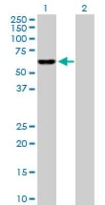 Western Blot: IDH3B Antibody [H00003420-D01P] - Analysis of IDH3B expression in transfected 293T cell line by IDH3B polyclonal antibody.Lane 1: IDH3B transfected lysate(42.20 KDa).Lane 2: Non-transfected lysate.