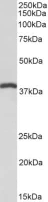Western Blot: IDH3B Antibody [NBP1-78787] - Staining of Pig Heart lysate (35 ug protein in RIPA buffer). Primary incubation was 1 hour. Detected by chemiluminescence.
