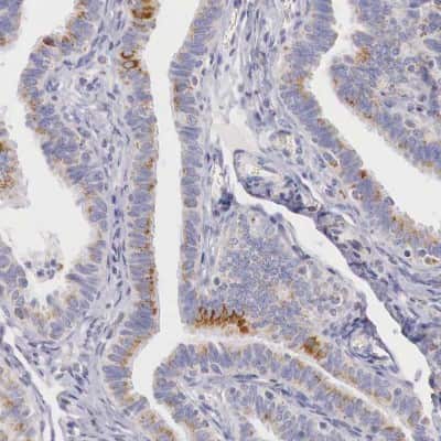 Immunohistochemistry-Paraffin: IDH3G Antibody [NBP1-85824] - Staining of human fallopian tube shows weak to moderate granular cytoplasmic positivity in glandular cells.