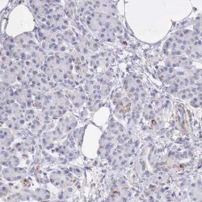 Immunohistochemistry-Paraffin: IDH3G Antibody [NBP1-85824] - Staining of human pancreas shows weak positivity in exocrine glandular cells.