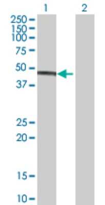 Western Blot: IDH3G Antibody [H00003421-B01P] - Analysis of IDH3G expression in transfected 293T cell line by IDH3G polyclonal antibody.  Lane 1: IDH3G transfected lysate(43.23 KDa). Lane 2: Non-transfected lysate.