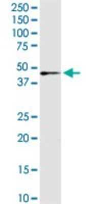 Western Blot: IDH3G Antibody [H00003421-D01P] - Analysis of IDH3G expression in mouse lung.