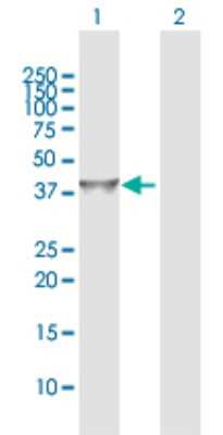 Western Blot: IDH3G Antibody [H00003421-D01P] - Analysis of IDH3G expression in transfected 293T cell line by IDH3G polyclonal antibody.Lane 1: IDH3G transfected lysate(42.80 KDa).Lane 2: Non-transfected lysate.