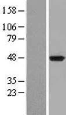 Western Blot: IDO1 Overexpression Lysate (Adult Normal) [NBL1-11988] Left-Empty vector transfected control cell lysate (HEK293 cell lysate); Right -Over-expression Lysate for IDO1.