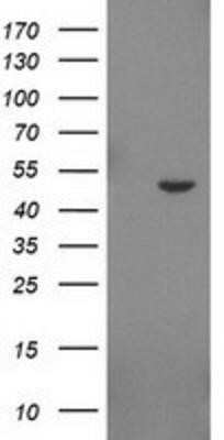 Flow Cytometry: IDO2 Antibody (OTI1A4) - Azide and BSA Free [NBP2-72453] - HEK293T cells were transfected with the pCMV6-ENTRY control (Left lane) or pCMV6-ENTRY IDO2 (Right lane) cDNA for 48 hrs and lysed. Equivalent amounts of cell lysates (5 ug per lane) were separated by SDS-PAGE and immunoblotted with anti-IDO2.